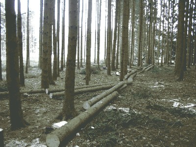 waldstra%DFe_CIMG2647_1000x750.JPG
