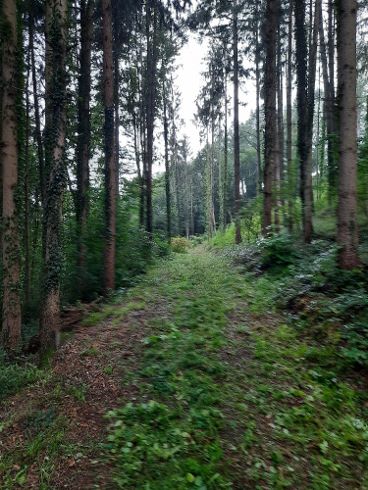 gasse neu (368x490).jpg