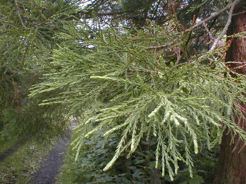 Sequoia, Smart 005 (Medium).jpg