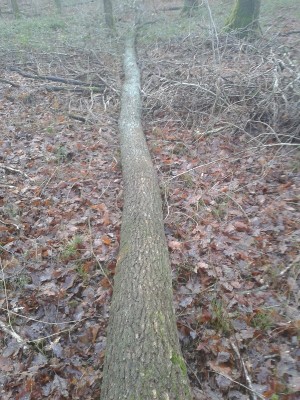 Eiche liegt am Boden.jpg