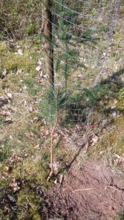 Kiefer Fegeschaden.JPG