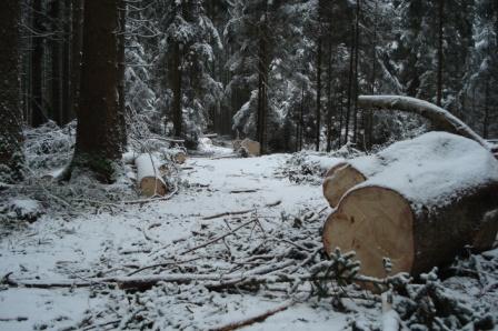 Waldarbeit_Weihnachten_Neujahr_2008 078.jpg