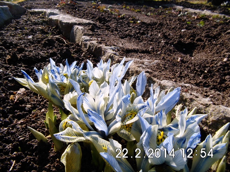 Iris reticulata, klein.jpg