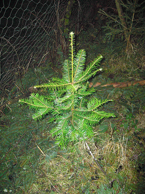 PICT2856 - Kopie.png