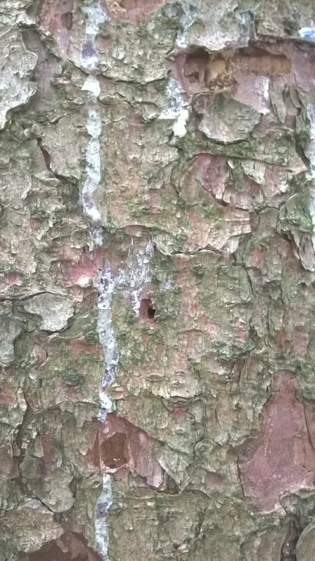 WP_20170226_10_36_39_Pro - Kopie.jpg