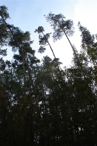 wald 002.jpg
