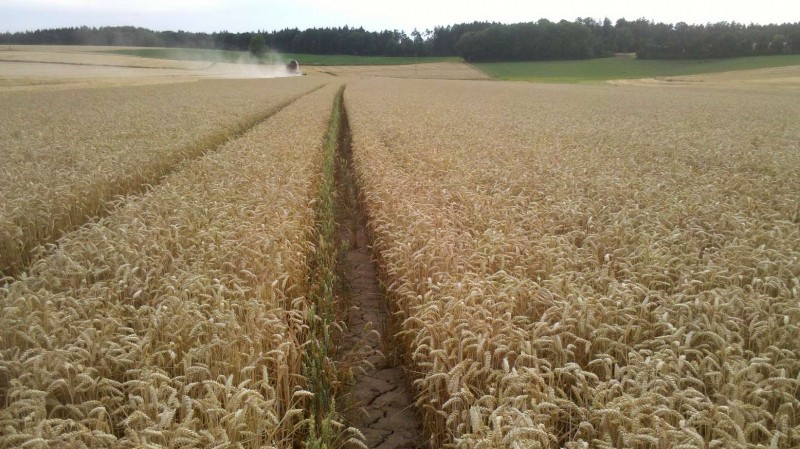2015-07-28 Fahrgasse grün.jpg