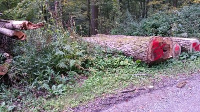Pappel_20131012_164208 (11) 800600.jpg