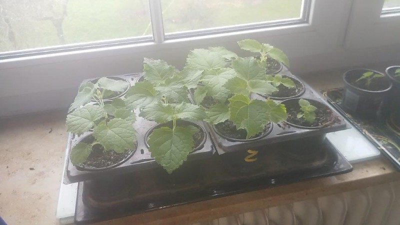 Paulowina Setzlinge.jpg