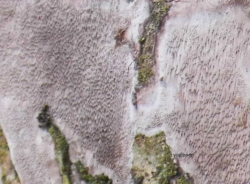 Aschgrauer Zystidienrindenpilz 2.jpg