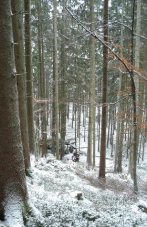 Waldarbeit_Weihnachten_Neujahr_2008 056.jpg