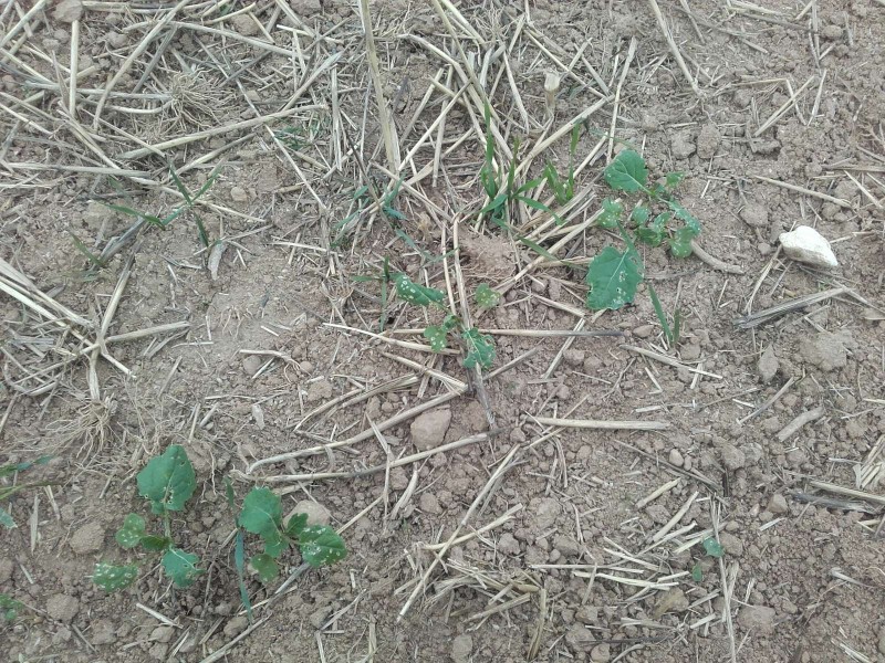 2019-09-22 Raps Erdfloh.jpg