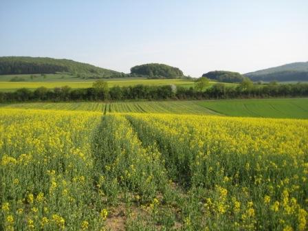 Raps und Getreide 24.04.2010 019.JPG
