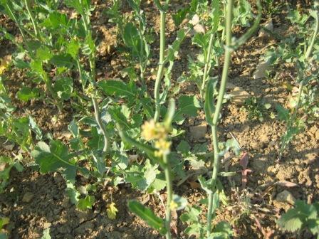 Raps und Getreide 24.04.2010 021.JPG