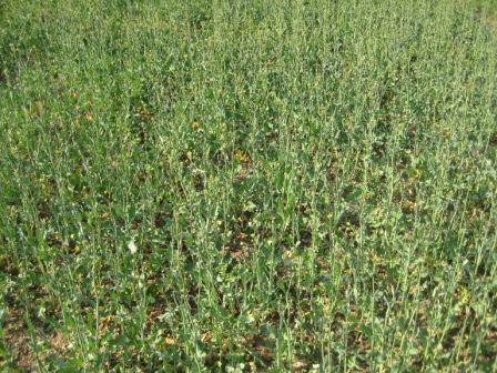 Raps und Getreide 24.04.2010 020.JPG