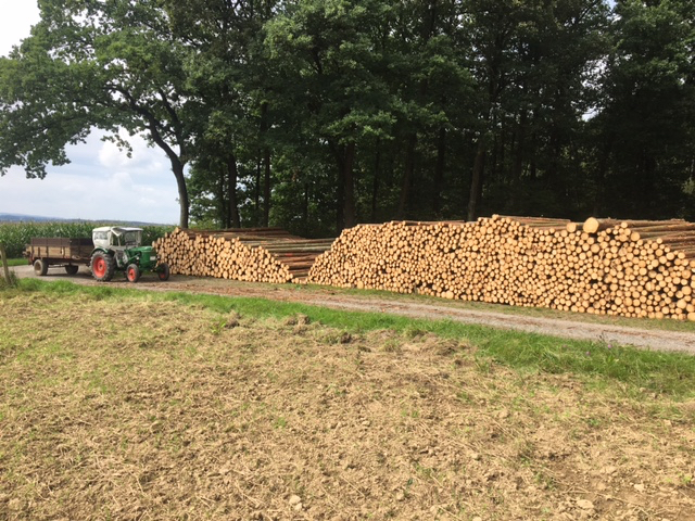 Ernte Fichten 17c.jpg