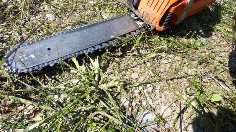 P1040765 (Medium).JPG