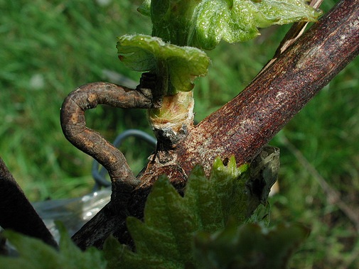rhombenspanner505px.jpg