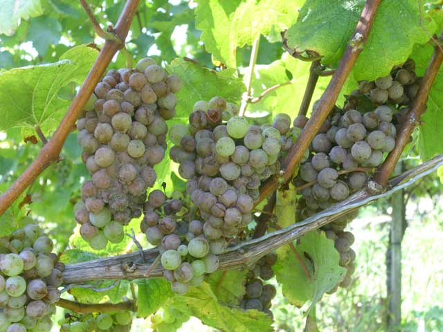 Riesling_2014.jpg