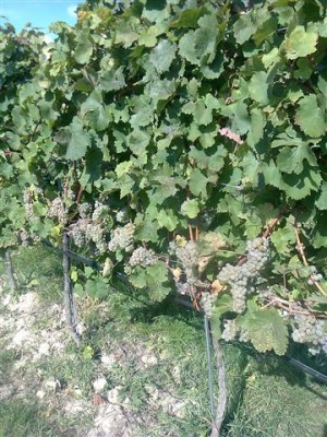 Foto0062 (Klein).jpg