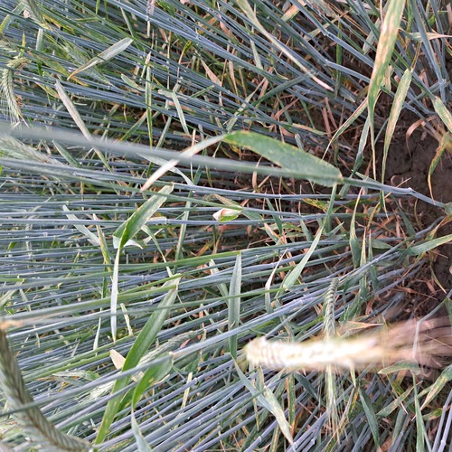 20240609_204702 (1) (2).jpg