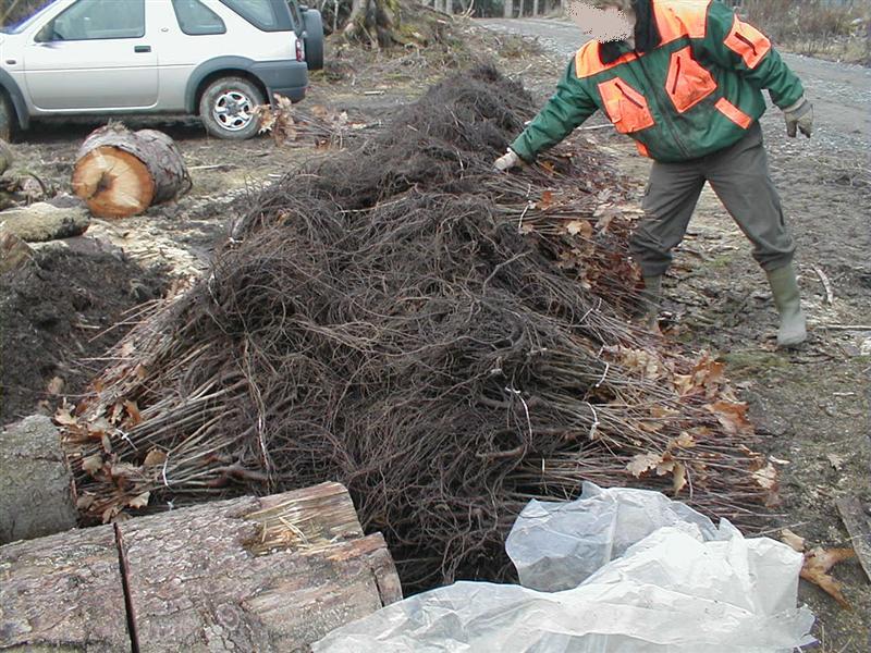 Bild 012 (Medium).jpg