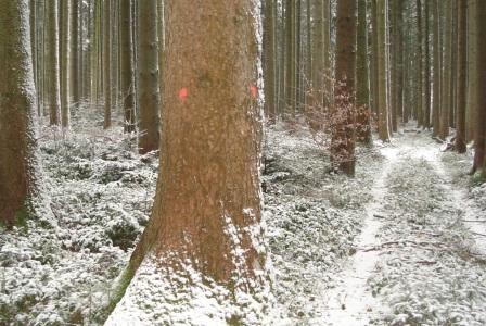 Waldarbeit_Weihnachten_Neujahr_2008 069.jpg