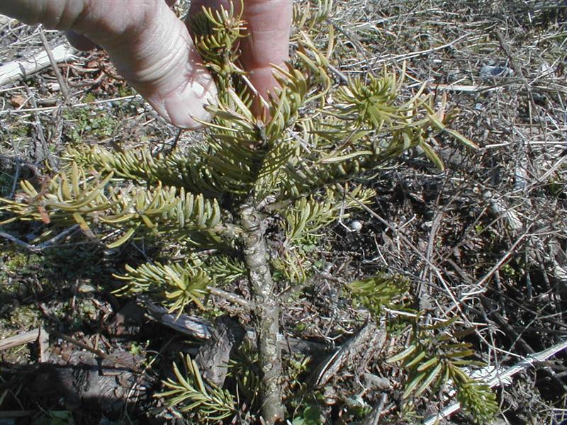 Nobilis mit Rüsselkäferfraß.JPG