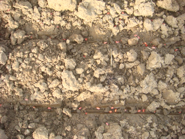 Weizensaat 2022 Nachbar.JPG