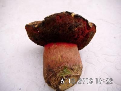 hexenröhrling klein.jpg