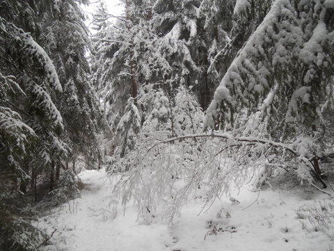 Schneedruck 2012 042.JPG