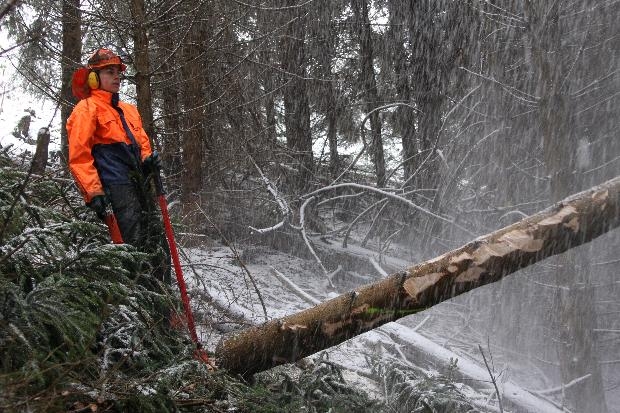 Baum faellt im Schnee.JPG