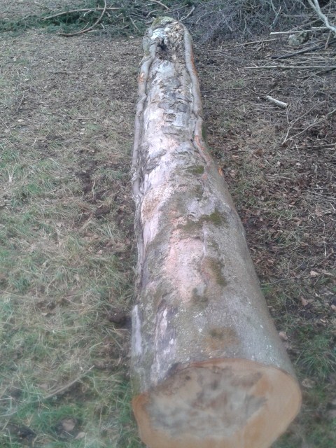 Wald2012 (23) (480x640).jpg