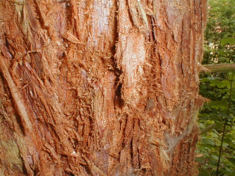 Sequoia, Smart 007 (Medium).jpg