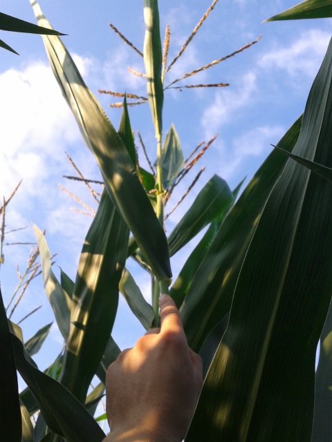 2014-07-31 19.28.39 (480x640).jpg