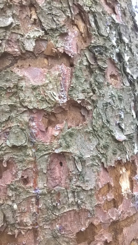 WP_20170226_10_36_19_Pro - Kopie.jpg