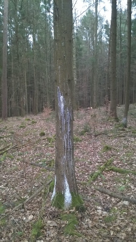 WP_20170226_09_54_57_Pro - Kopie.jpg