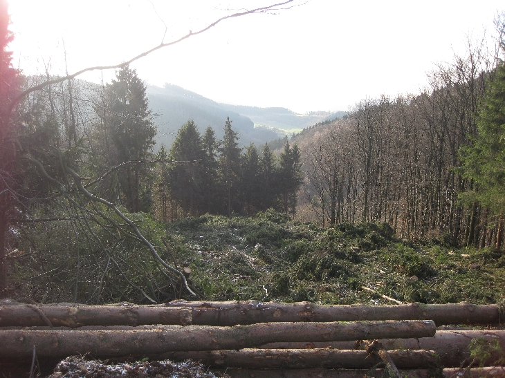 Kahlschlag jetzt.JPG