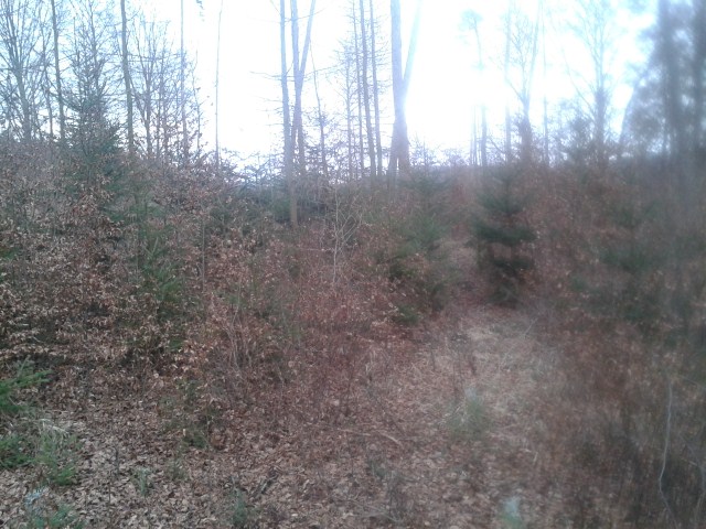 Wald2012 (34) (640x480).jpg