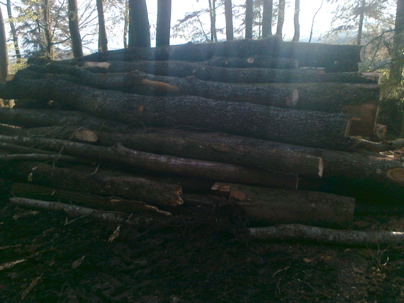 Vorläufige ausbeute.jpg