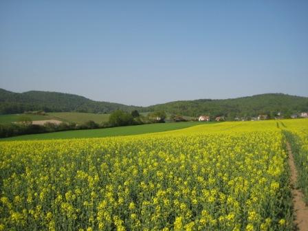 Raps und Getreide 24.04.2010 002.JPG