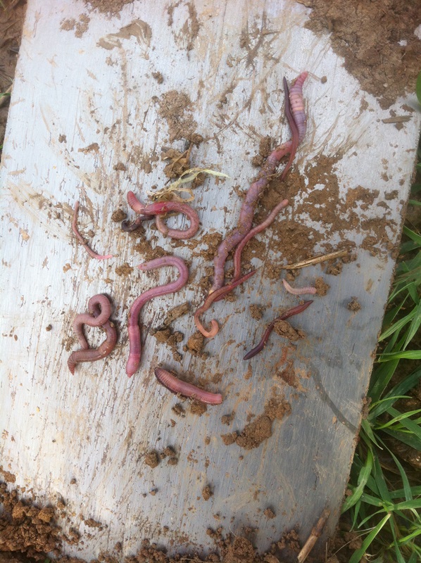 Bilder Regenwürmer.JPG