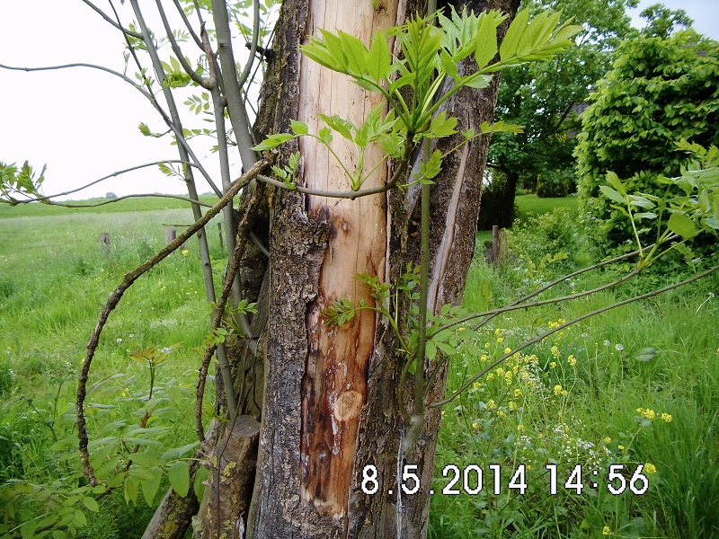 Esche wehrt sich.jpg