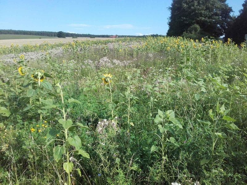 2016-08-04 Blühfläche.jpg.jpg