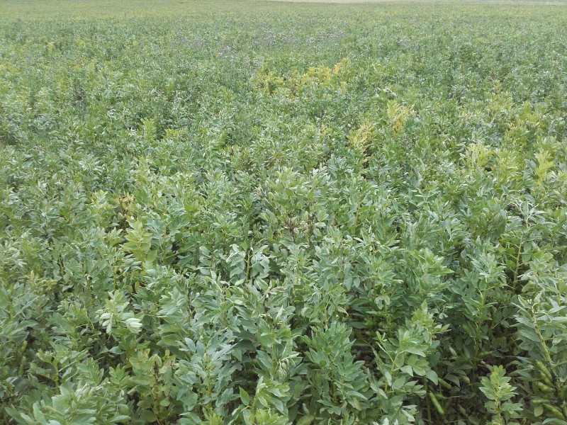 2018-07-11 Ackerbohne 1.jpg