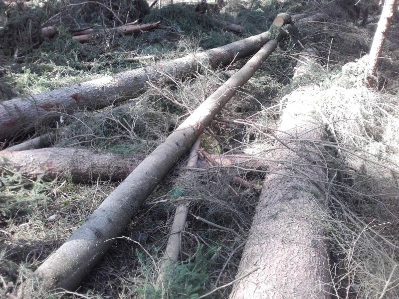 20170325 Rg Staat 3.jpg