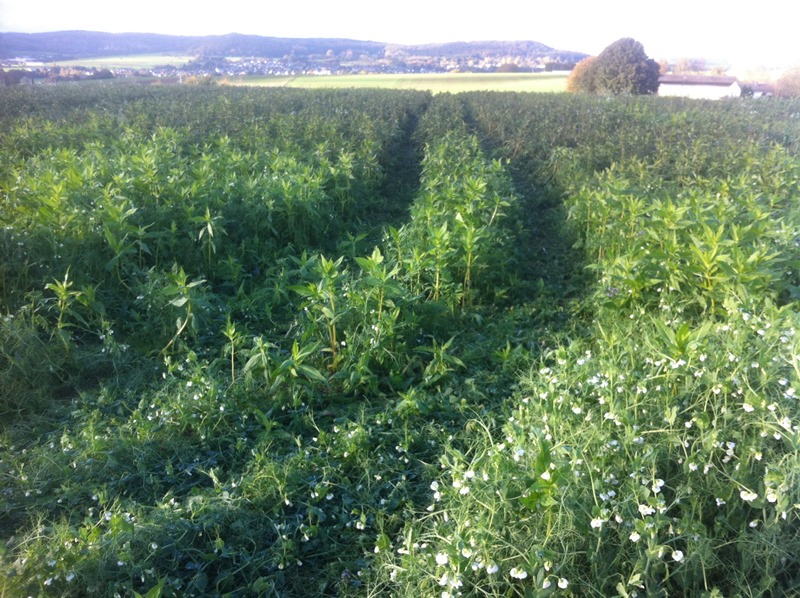 Bilder 17.10 002.JPG