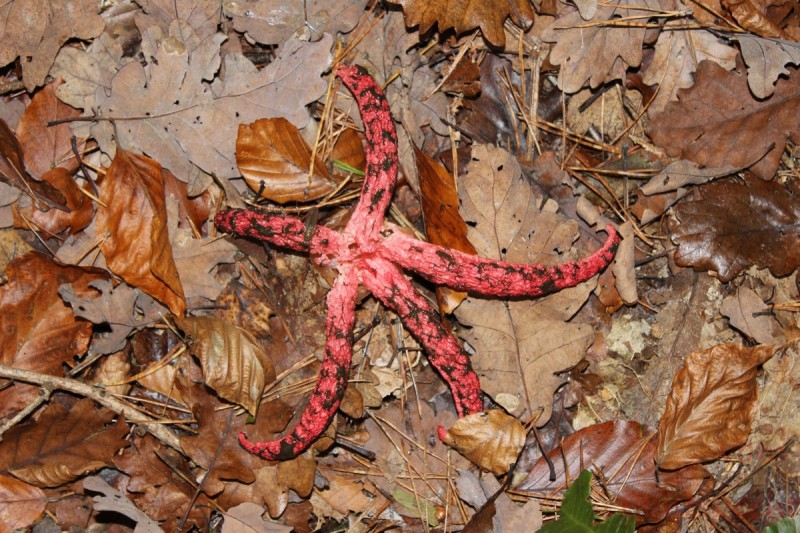 Bildla Nummära 005.jpg