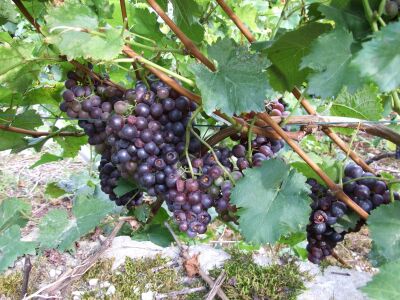 DSCF9744 Trollinger Wespen.jpg