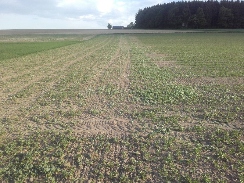 2018-05-08 Ackerbohnen nach striegeln 2.jpg